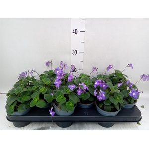 Streptocarpus saxorum