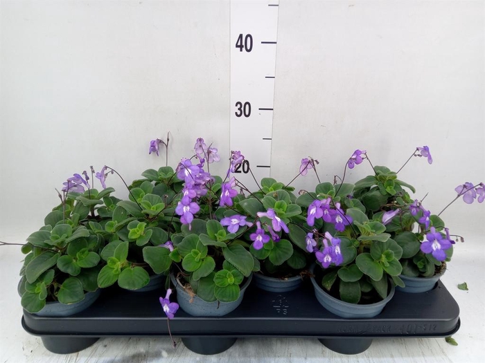 <h4>Streptocarpus saxorum</h4>