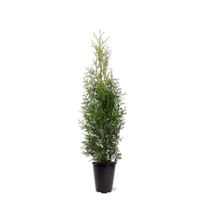 Thuja occidentalis 'King of Brabant' (pbr) (zonder etiket)