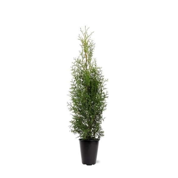 <h4>Thuja occidentalis 'King of Brabant' (pbr) (zonder etiket)</h4>