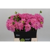 Dahlia Pink Pop