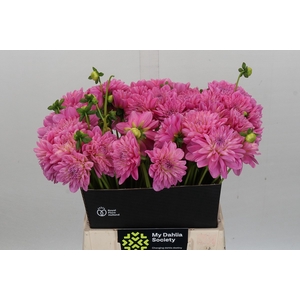 Dahlia Pink Pop