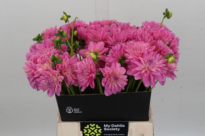 <h4>Dahlia Pink Pop</h4>