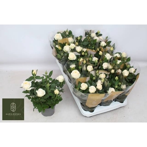 ROSA GRANDE KORDANA BELAMI