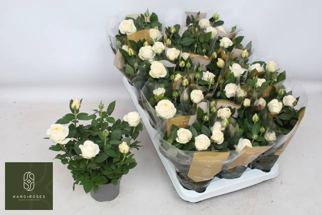<h4>ROSA GRANDE KORDANA BELAMI</h4>