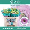 Lisianthus do julius grape