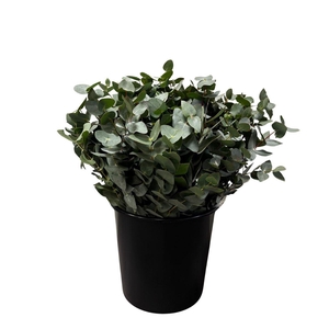 Euca Cinerea Short 150gr