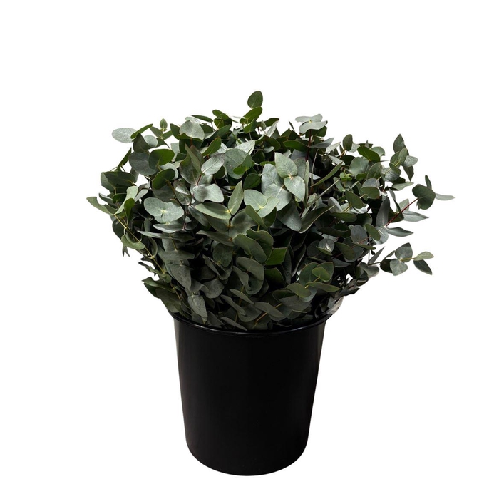 Euca Cinerea Short 150gr