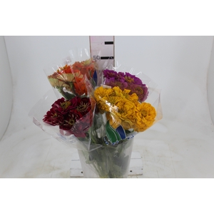 ZINNIA GIANT VARIADO
