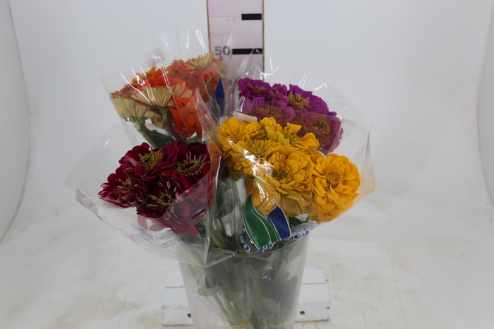<h4>ZINNIA GIANT VARIADO</h4>