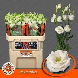 Lisianthus do rosita white