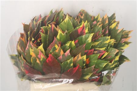 <h4>Aralia Arlecchino Per Stem</h4>