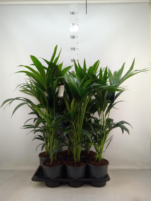 <h4>Howea forsteriana</h4>