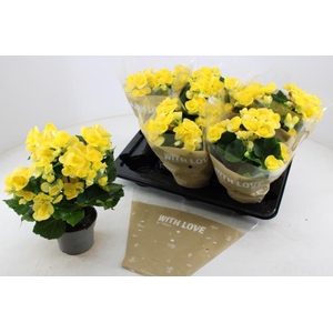 Begonia Blitz 13Ø 35cm