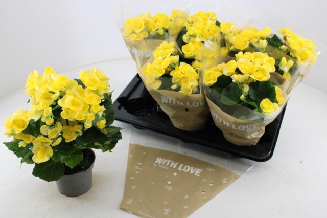 Begonia Blitz 13Ø 35cm