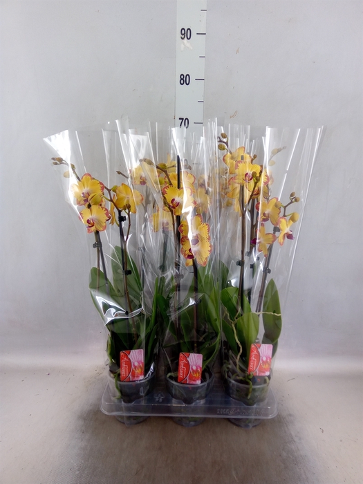 <h4>Phalaenopsis  'FC Papagayo'</h4>