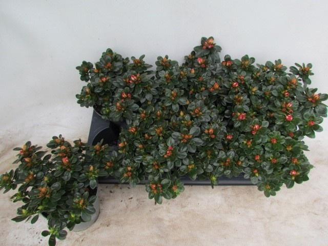 <h4>RHODO SI FLUOSTERN</h4>