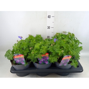 Geranium  'Johnson Blue'