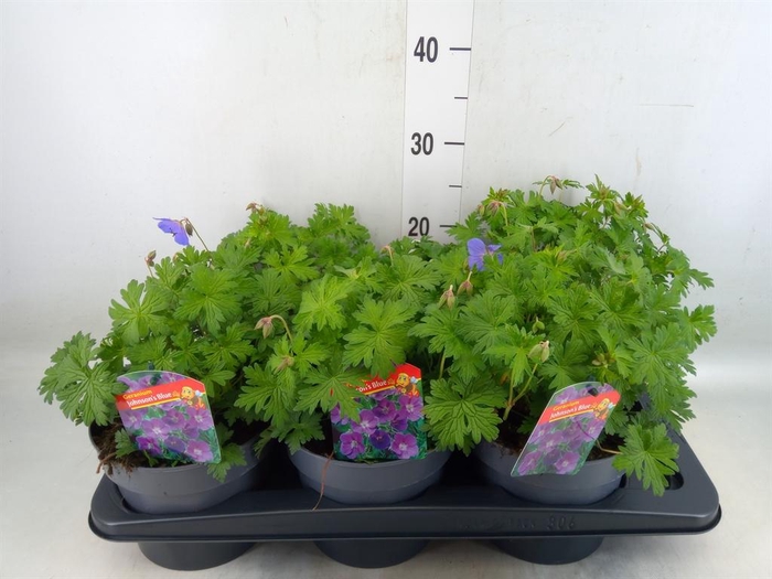 <h4>Geranium  'Johnson Blue'</h4>