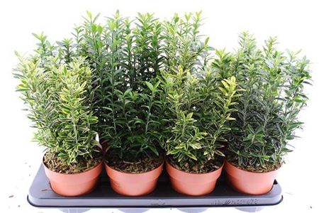 <h4>Euonymus Jap Gem</h4>