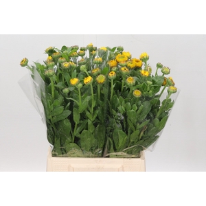 Calendula Yellow
