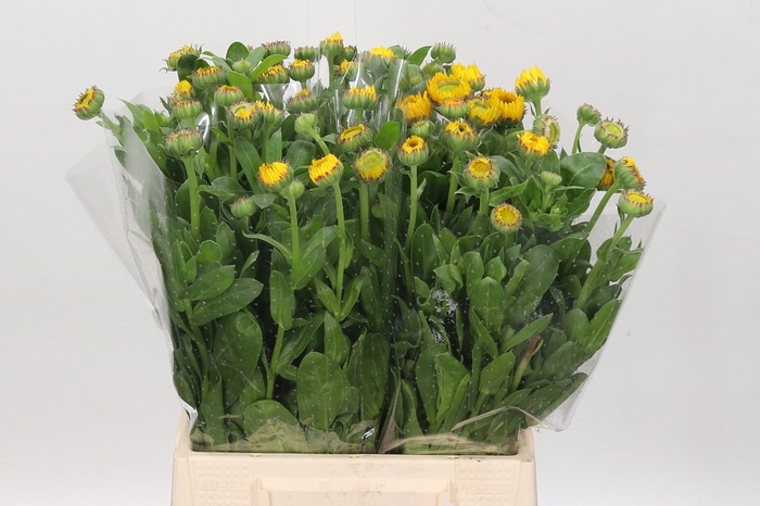 <h4>Calendula Yellow</h4>