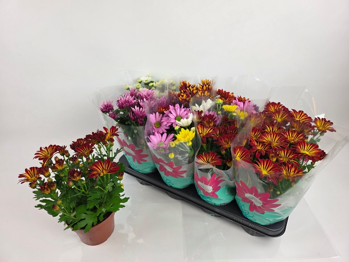 <h4>CHRYS GEM 5 KL</h4>