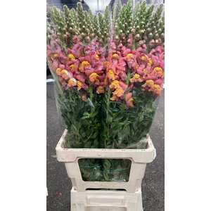 ANTIRRHINUM IT. ORANGE EX*