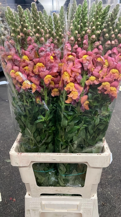 <h4>ANTIRRHINUM IT. ORANGE EX*</h4>