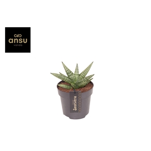 Sansevieria Inti Mini No. 4