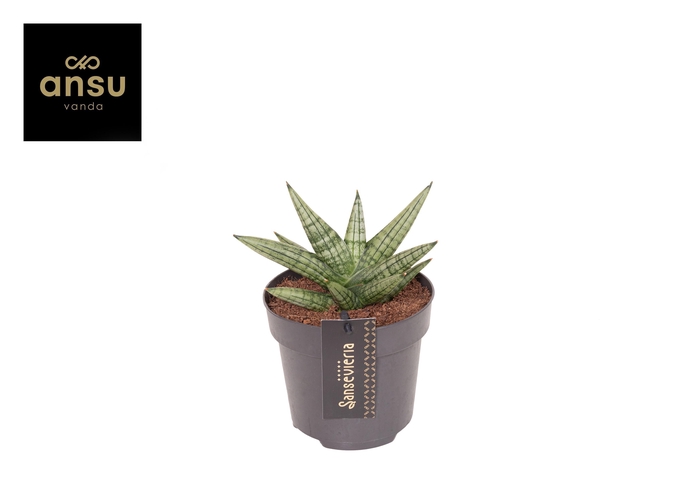 <h4>Sansevieria Inti Mini No. 4</h4>