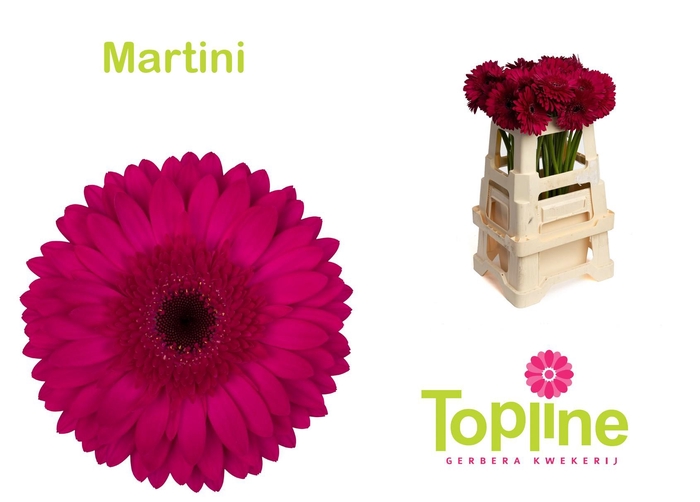 <h4>Gerbera Martini</h4>