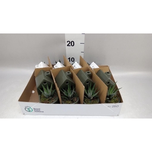 Arr.   Kamerplant Groen L%