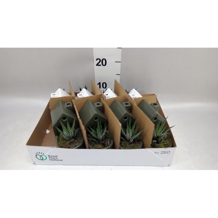 <h4>Arr.   Kamerplant Groen L%</h4>