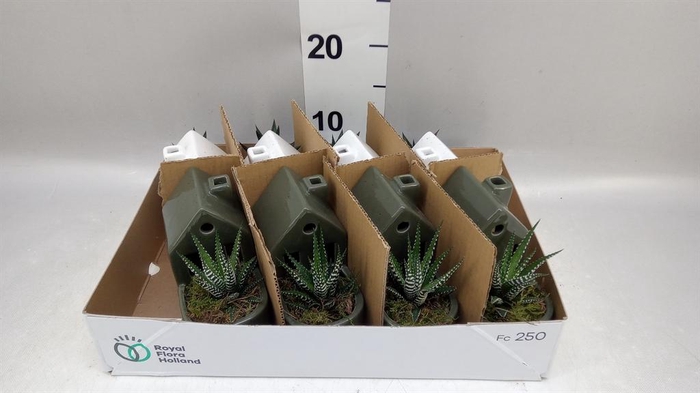 Arr.   Kamerplant Groen L%