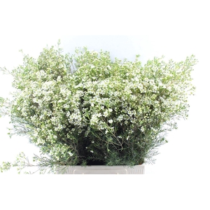 Chamelaucium Jupite Moon