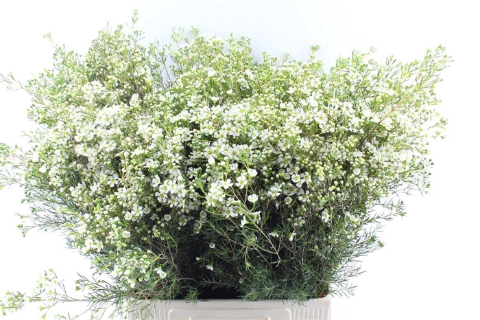 <h4>Chamelaucium Jupite Moon</h4>