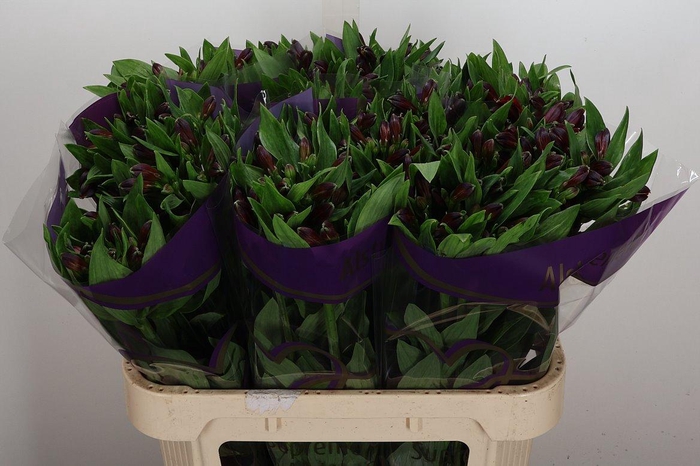 <h4>Alstr Rumba</h4>