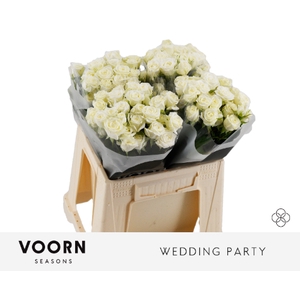 Rosa spray wedding party