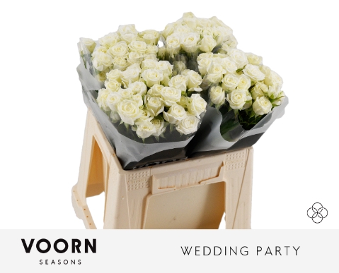 <h4>Rosa spray wedding party</h4>
