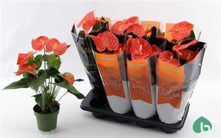 <h4>Anthu An Florida 5-6++</h4>