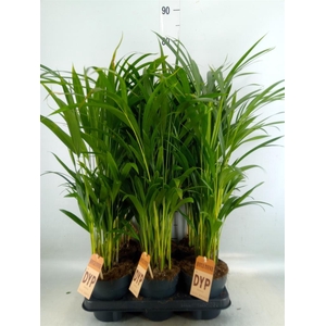 Dypsis lutescens   ...Chrysalidoca