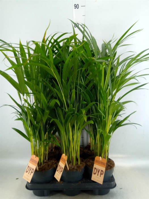 <h4>Dypsis lutescens   ...Chrysalidoca</h4>