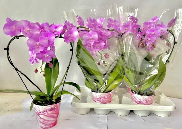 <h4>PHAL OV ROZE</h4>