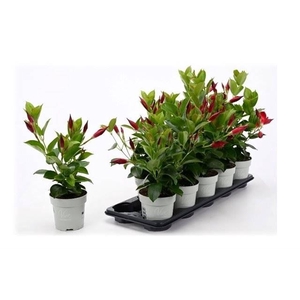 Mandevilla Rio Petite Red