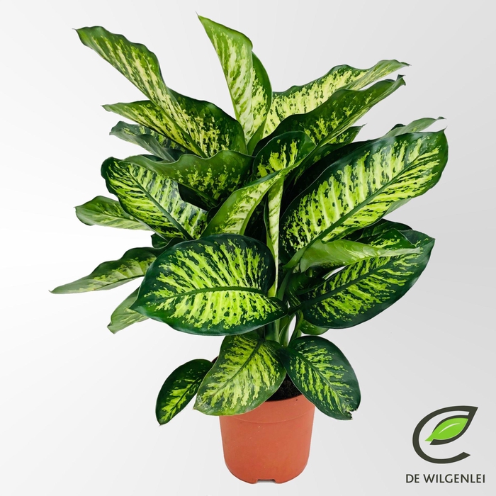 <h4>Dieffenbachia Maroba</h4>