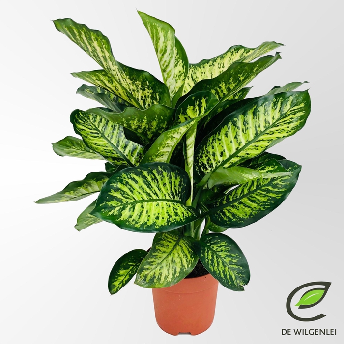 <h4>Dieffenbachia seguine Maroba</h4>