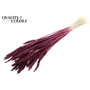 Triticum per bunch Intense Burgundy