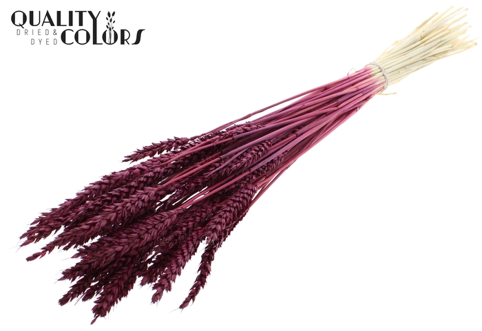 <h4>Triticum per bunch Intense Burgundy</h4>