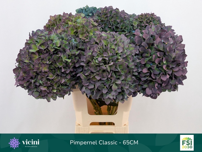 <h4>Hydrangea  'Pimpernel'  CL</h4>